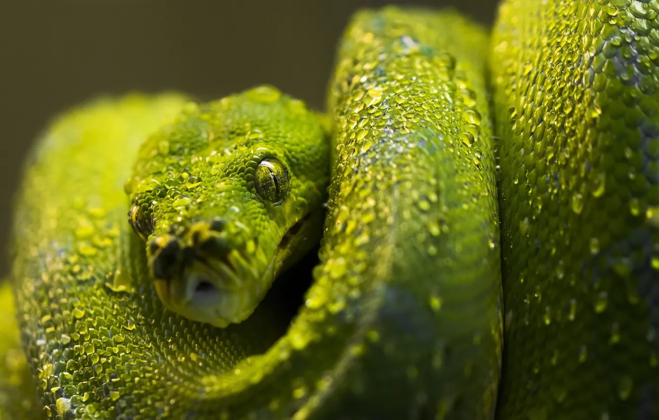Фото обои зеленый, змея, чешуя, питон