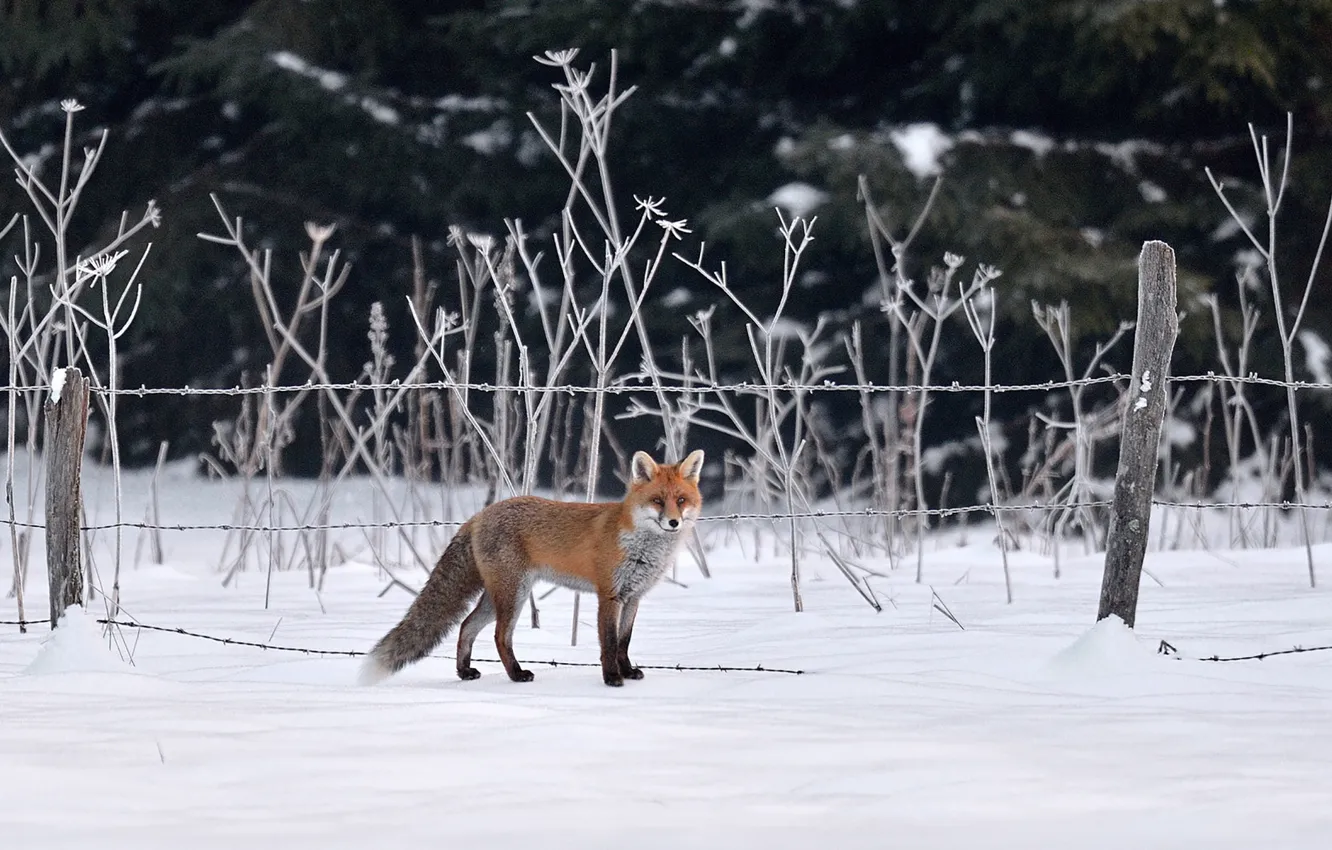 Фото обои fox, winter, snow, fence, wildlife, hunting