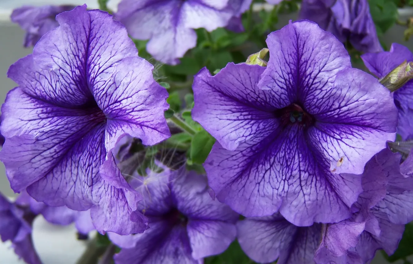 Фото обои макро, цветы, фиолетовые, петунии, Meduzanol ©