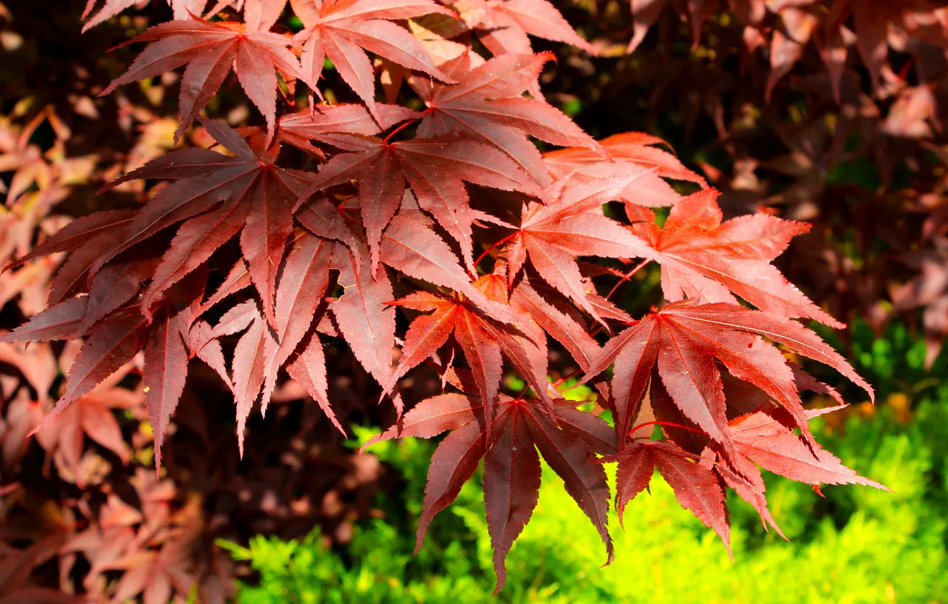 Фото обои red, tree, leafs, twig