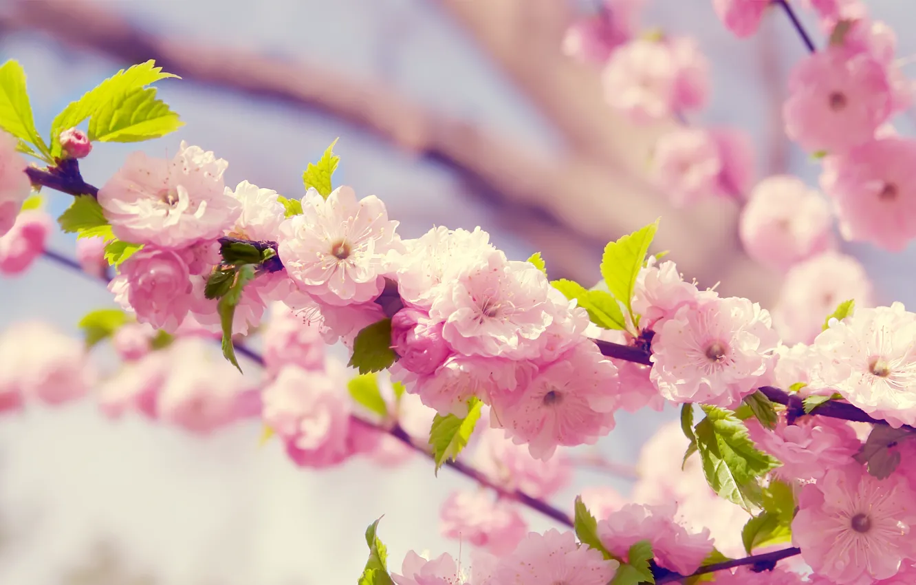 Фото обои цветы, весна, лепестки, сакура, цветение, вишня.ветка