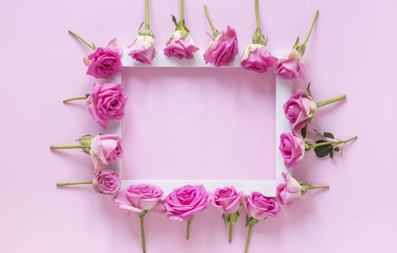 Фото обои цветы, фон, розы, рамка, бутоны, pink, flowers, roses