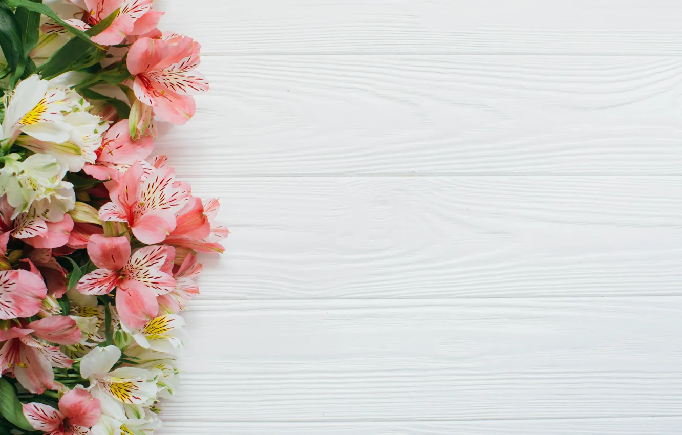 Фото обои Цветы, Фон, Альстромерия, Бело-розовая