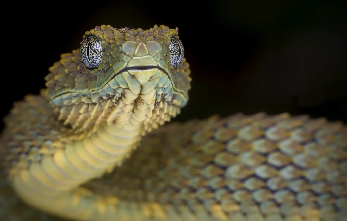 Фото обои природа, шершавая древесная гадюка, Atheris Squamigera