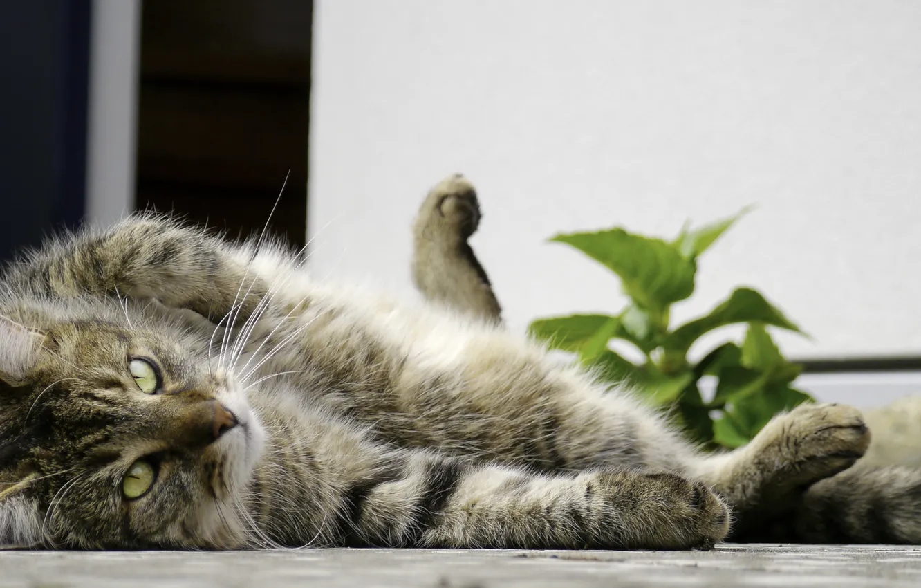 Фото обои кошка, кот, отдых, улица, растение, лежа