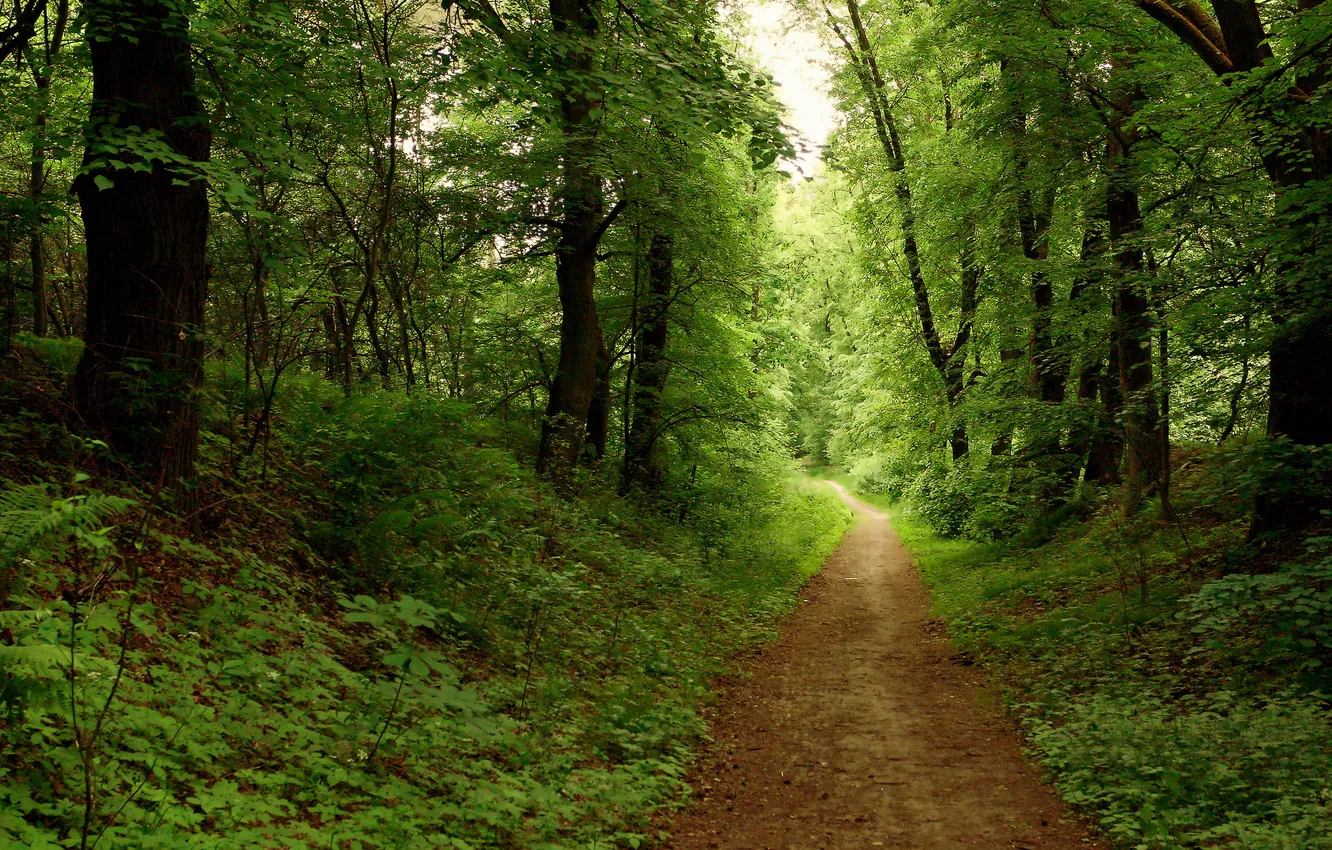 Фото обои дорога, лес, лето