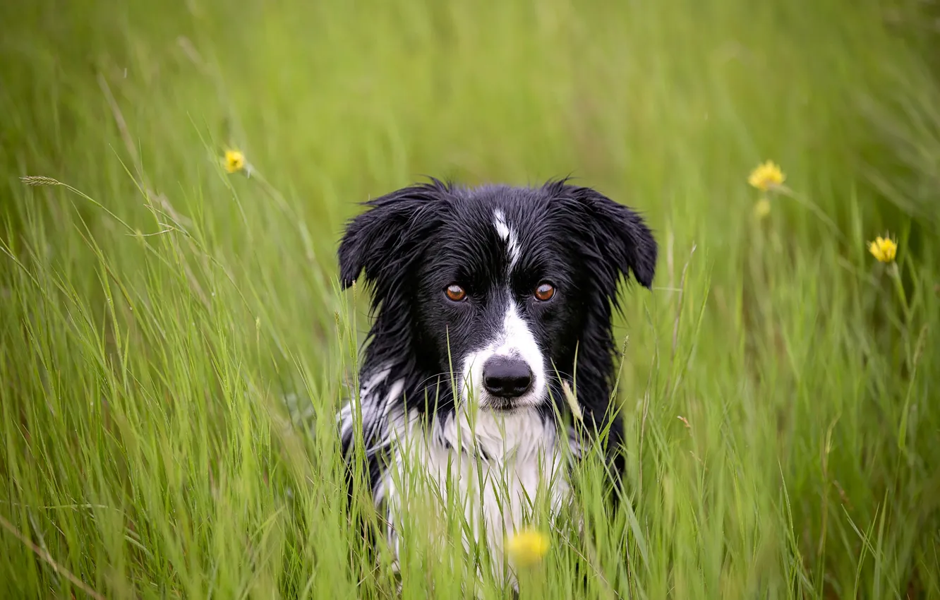 Фото обои трава, взгляд, друг, собака