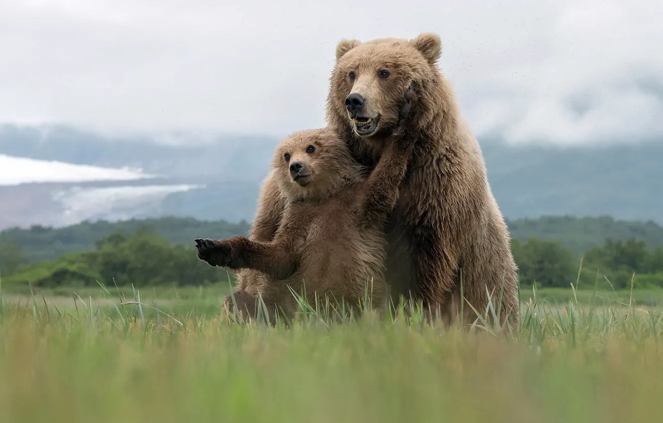 Фото обои лето, природа, Grizzly Bears