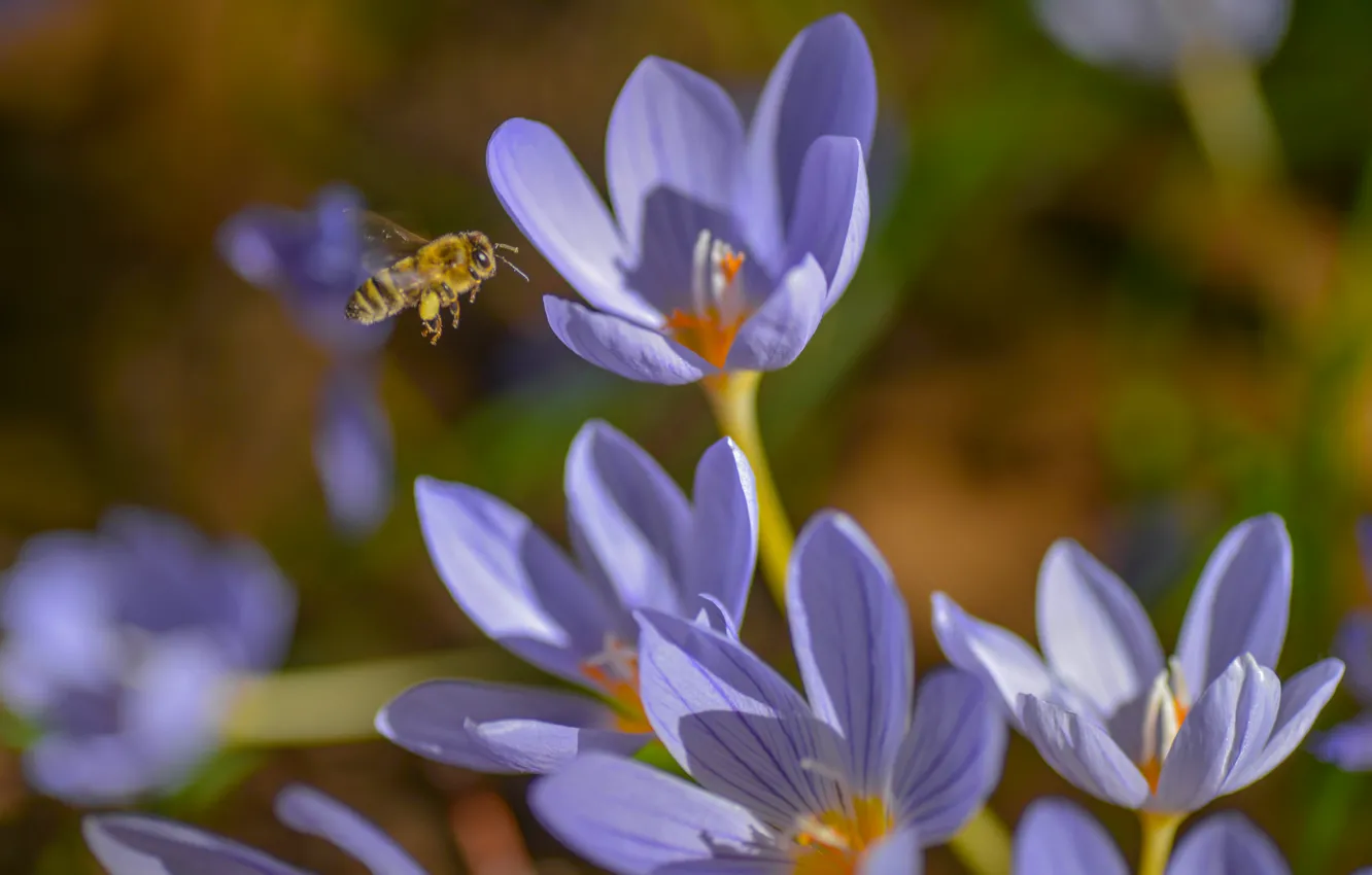 Фото обои макро, пчела, весна, крокусы, насекомое, шафран
