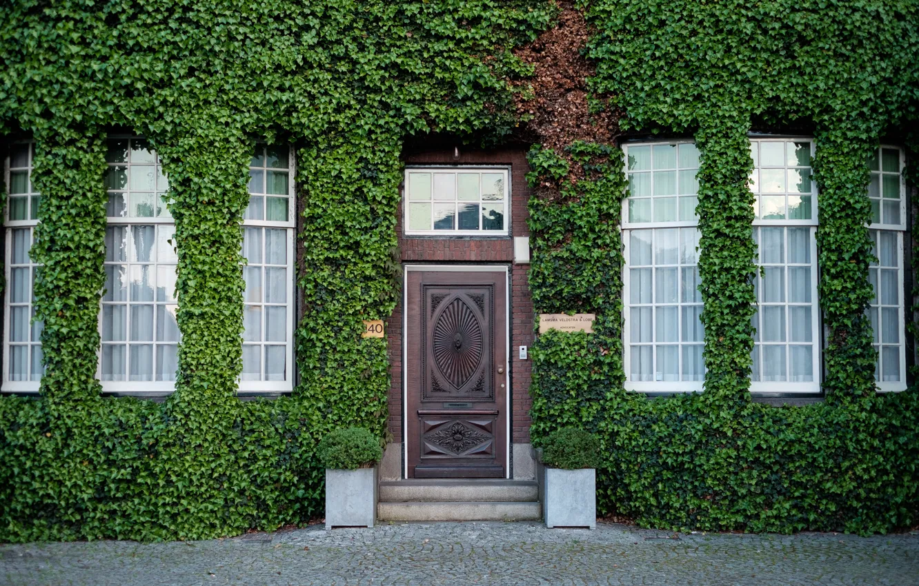 Фото обои зелень, город, улица, дома, дверь, Нидерланды, фасад, вход