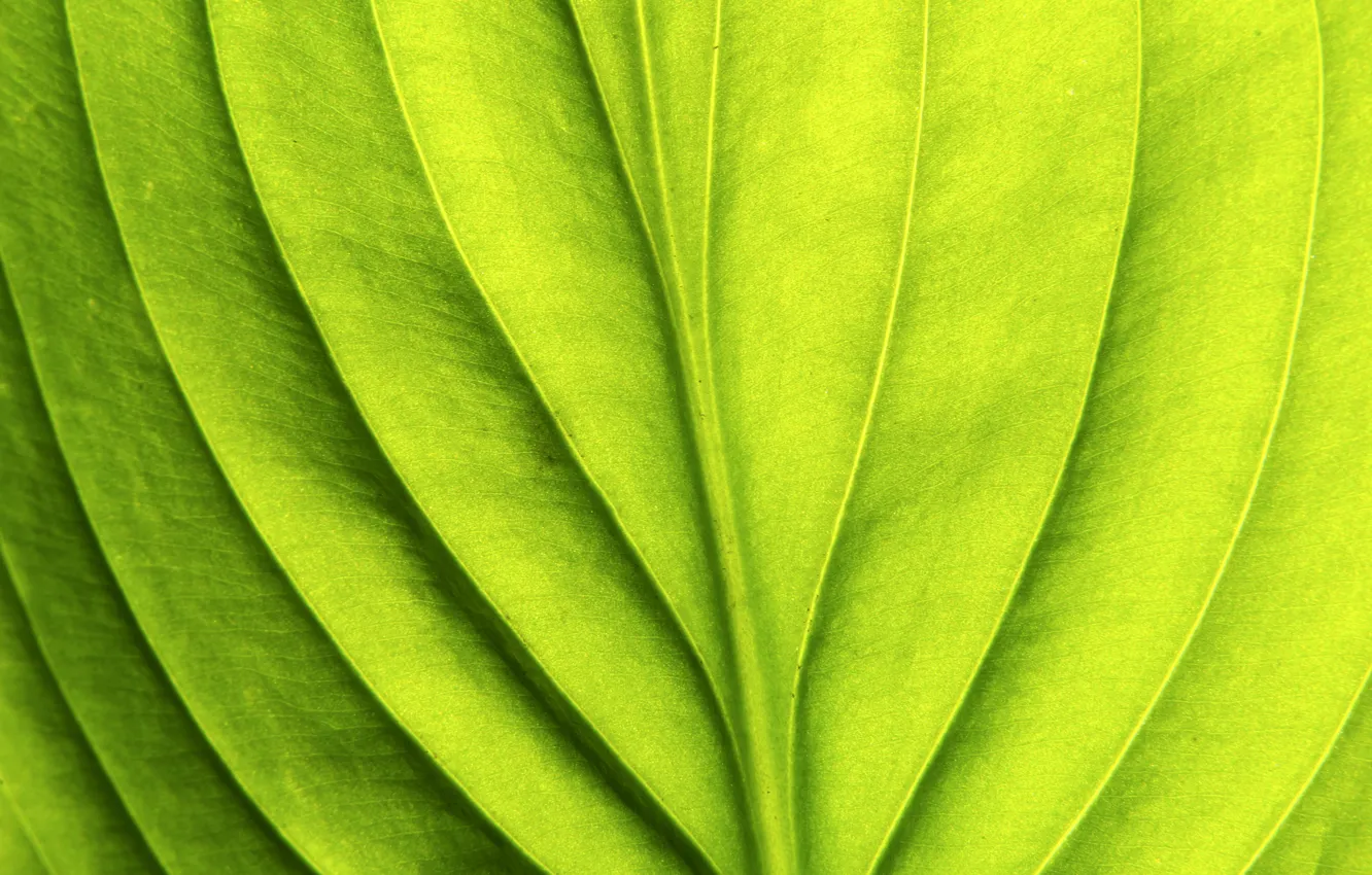 Фото обои green, pattern, leaf