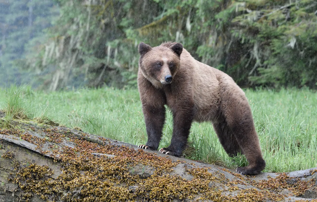 Фото обои лес, природа, поза, дождь, медведь