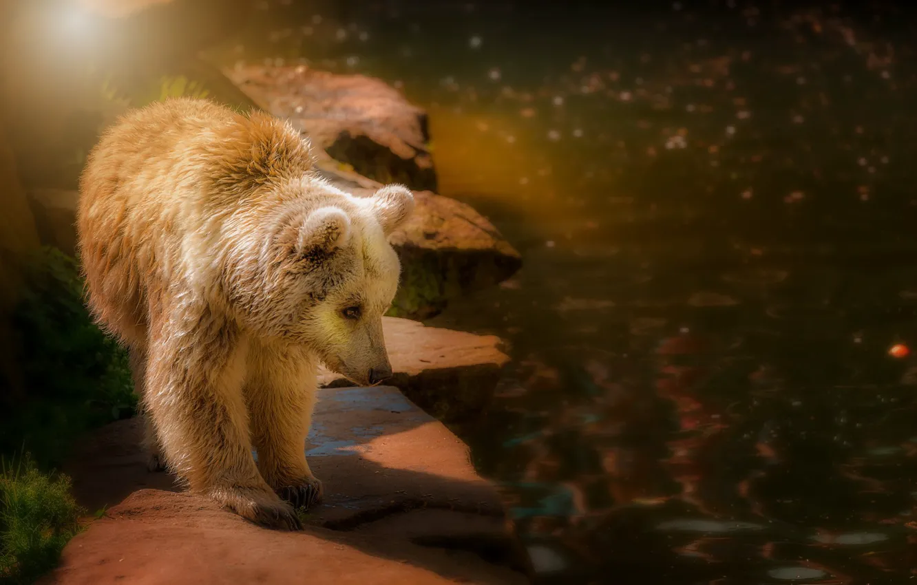 Фото обои свет, природа, медведь