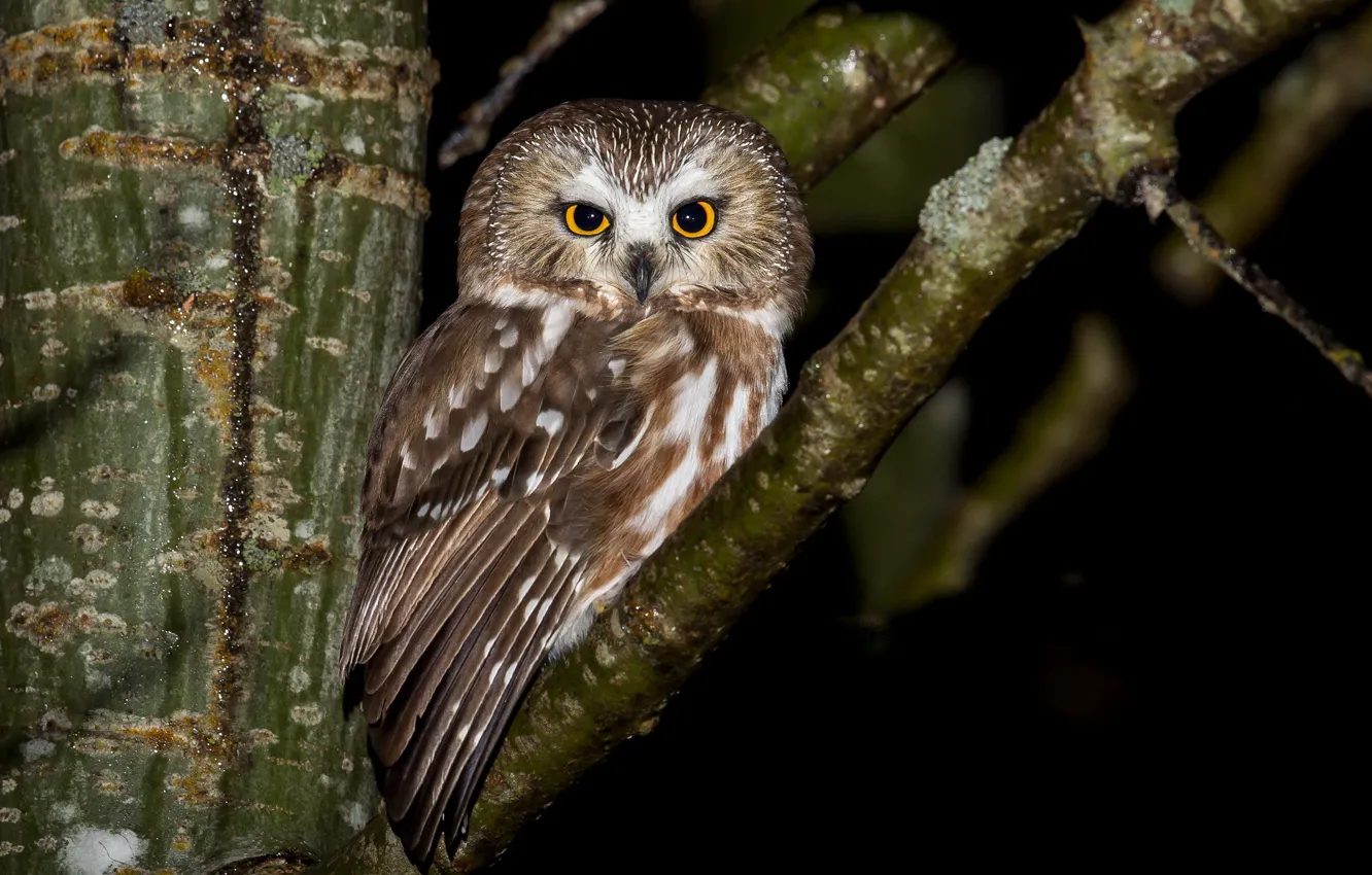 Фото обои природа, птица, Northern Saw-whet Owl