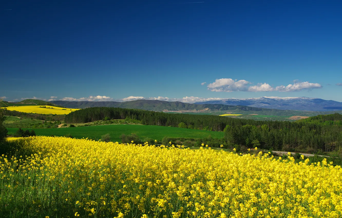 Фото обои небо, синева, рапс, рапсовое поле