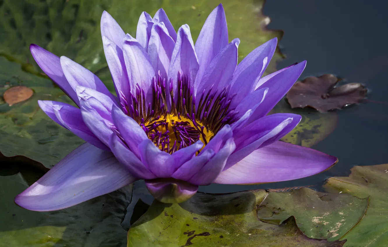Фото обои цветок, фиолетовый, водяные лилии