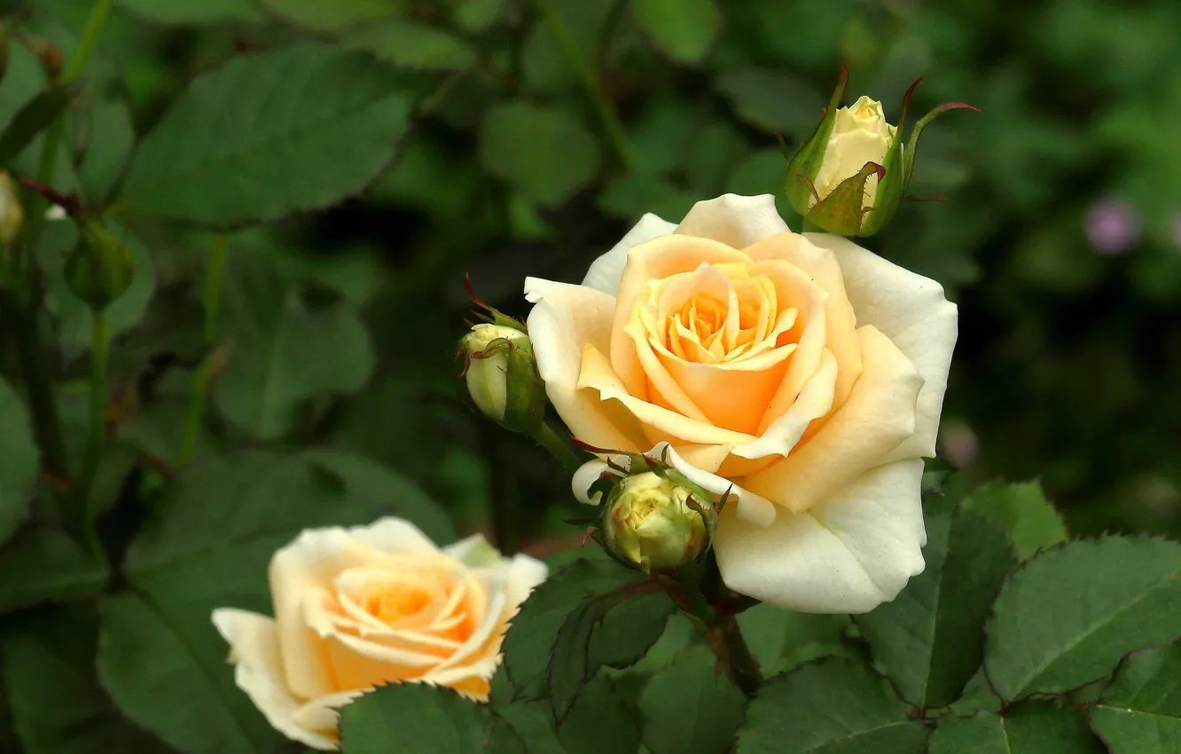 Фото обои листья, розы, бутоны, жёлтые розы