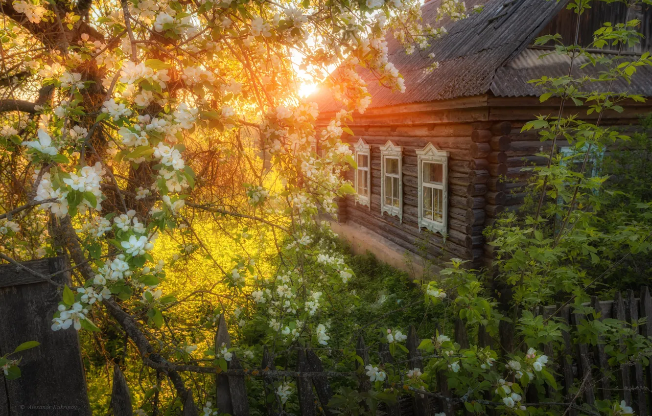 Фото обои дом, дерево, рассвет, весна, цветение, Александр Кукринов