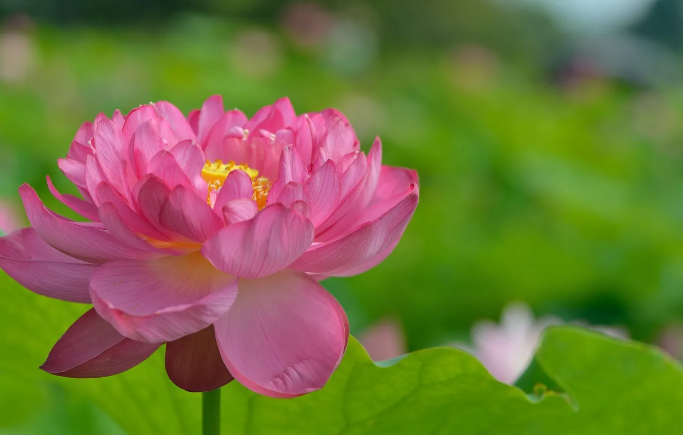 Фото обои цветок, листья, лотос, flower Lotus leaves