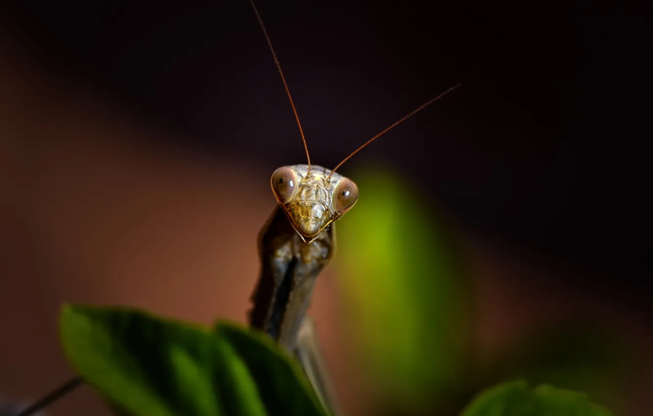 Фото обои макро, жук, Mantis