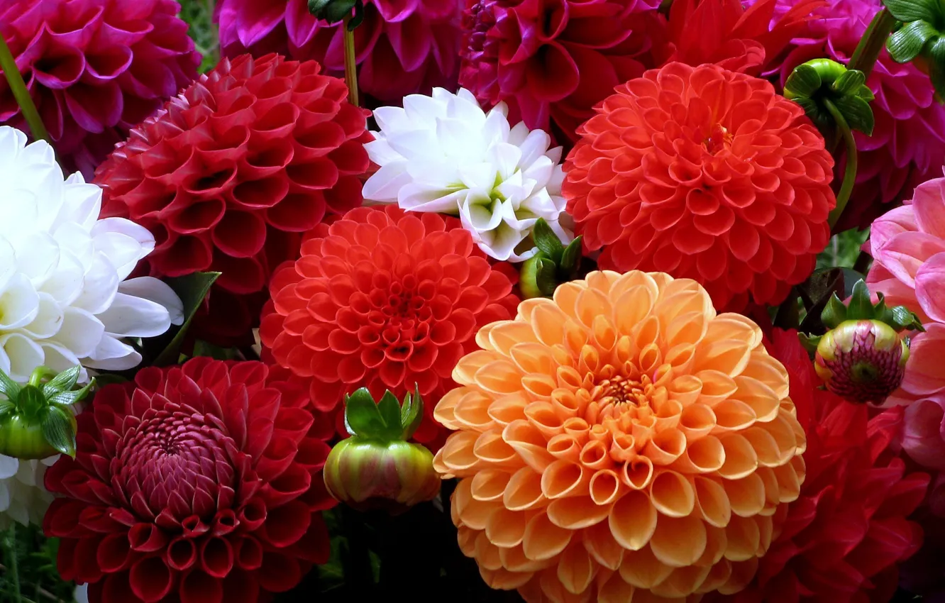 Фото обои белый, цветы, оранжевый, красный, разноцветие, георгины