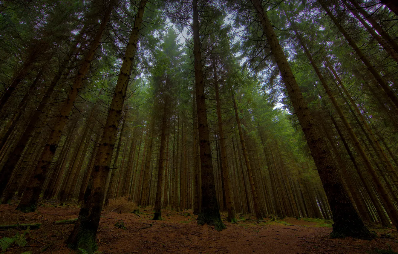Фото обои деревья, природа, вечер, сумерки, full hd 2560x1440, фото в лесу, леса дерево