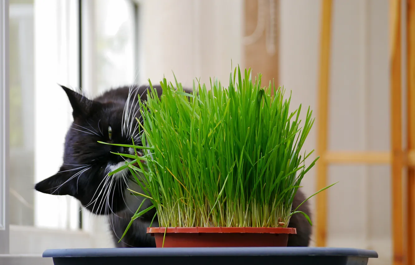 Фото обои трава, чёрный, Кот