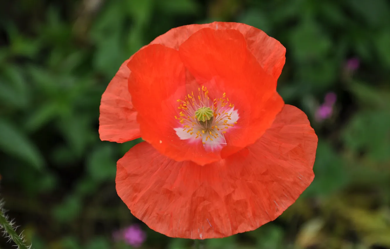 Фото обои Макро, Весна, Spring, Боке, Bokeh, Macro, Red poppy, Красный мак