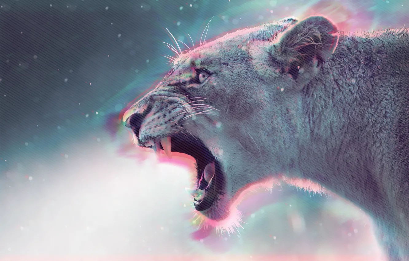 Фото обои лев, львица, крик, Lion
