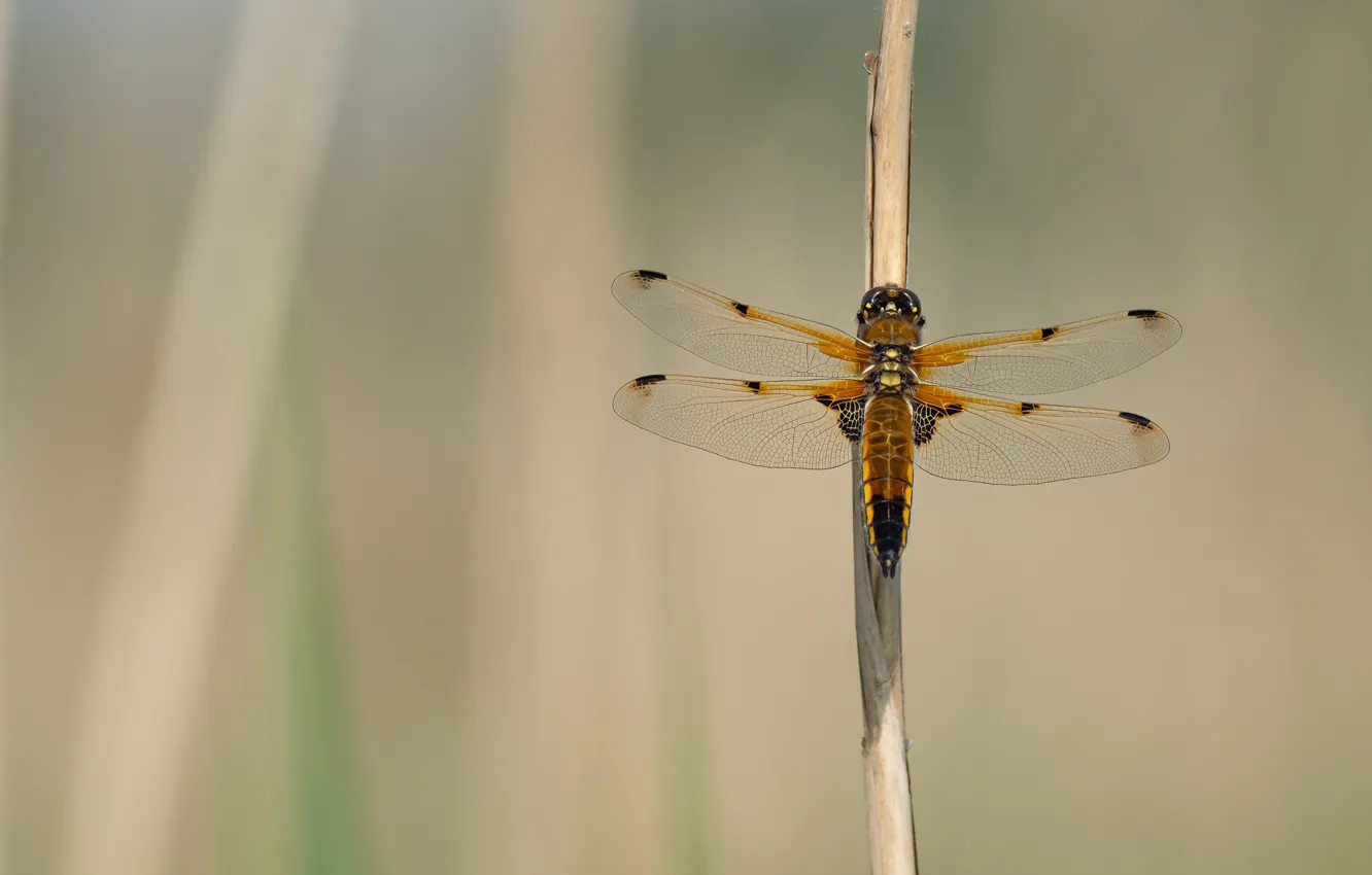 Фото обои макро, стрекоза, стебель, насекомое