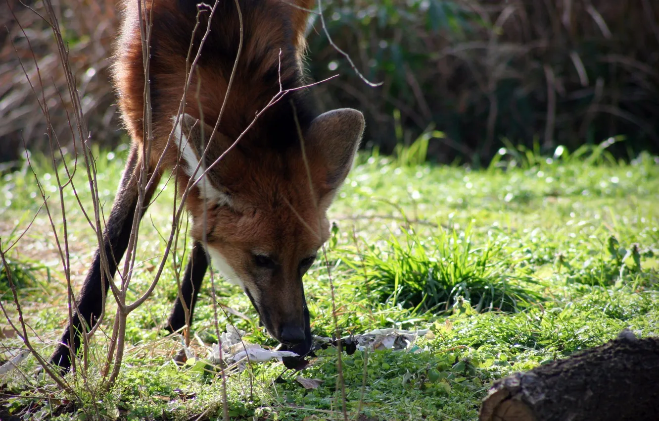 Фото обои fox, wildlife, maned wolf, sout amrica