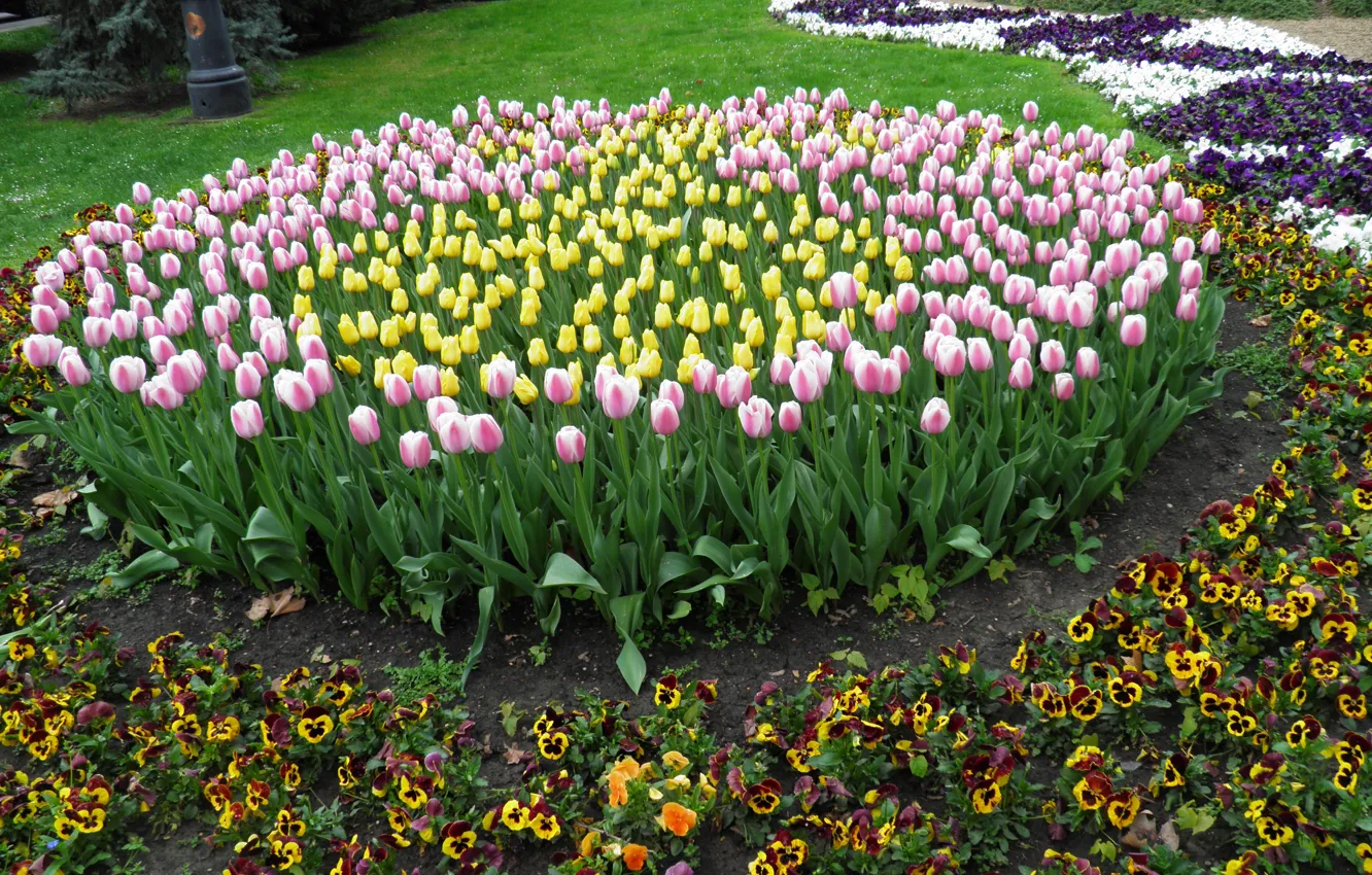 Фото обои природа, Цветы, Весна, Тюльпаны, Nature, Flowers, Spring, Tulips