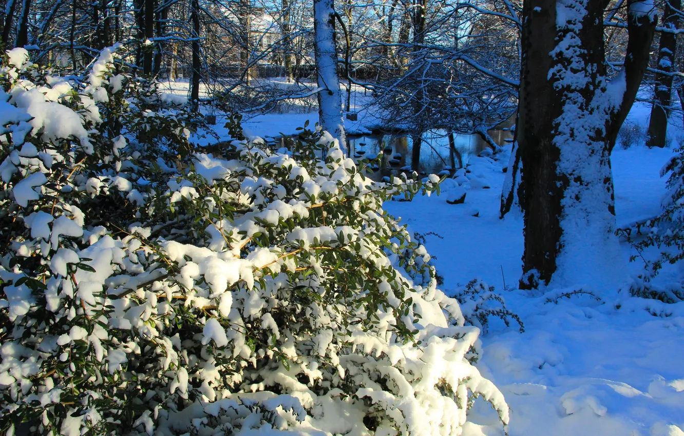 Фото обои park, winter, snow, twig