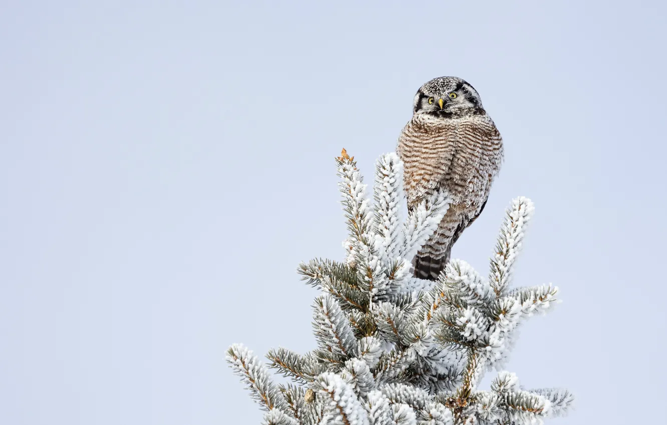 Фото обои зима, дерево, сова, птица, хвоя, светлый фон, сыч