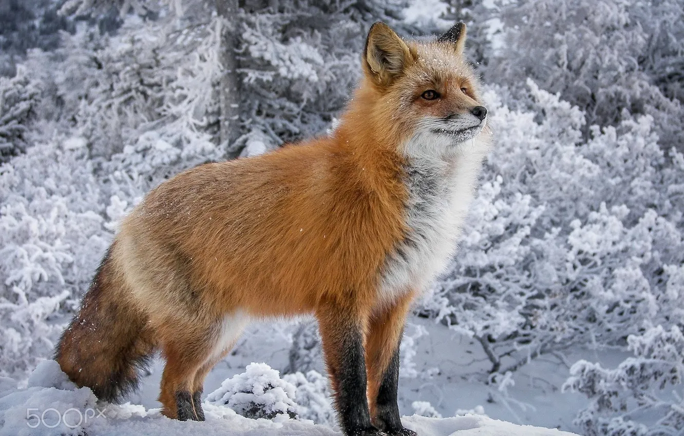 Фото обои animal, wildlife, red fox