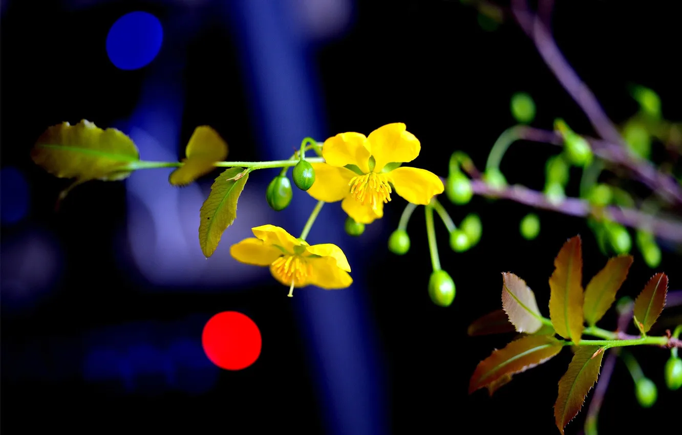 Фото обои цветок, свет, ветка, стебель, блик
