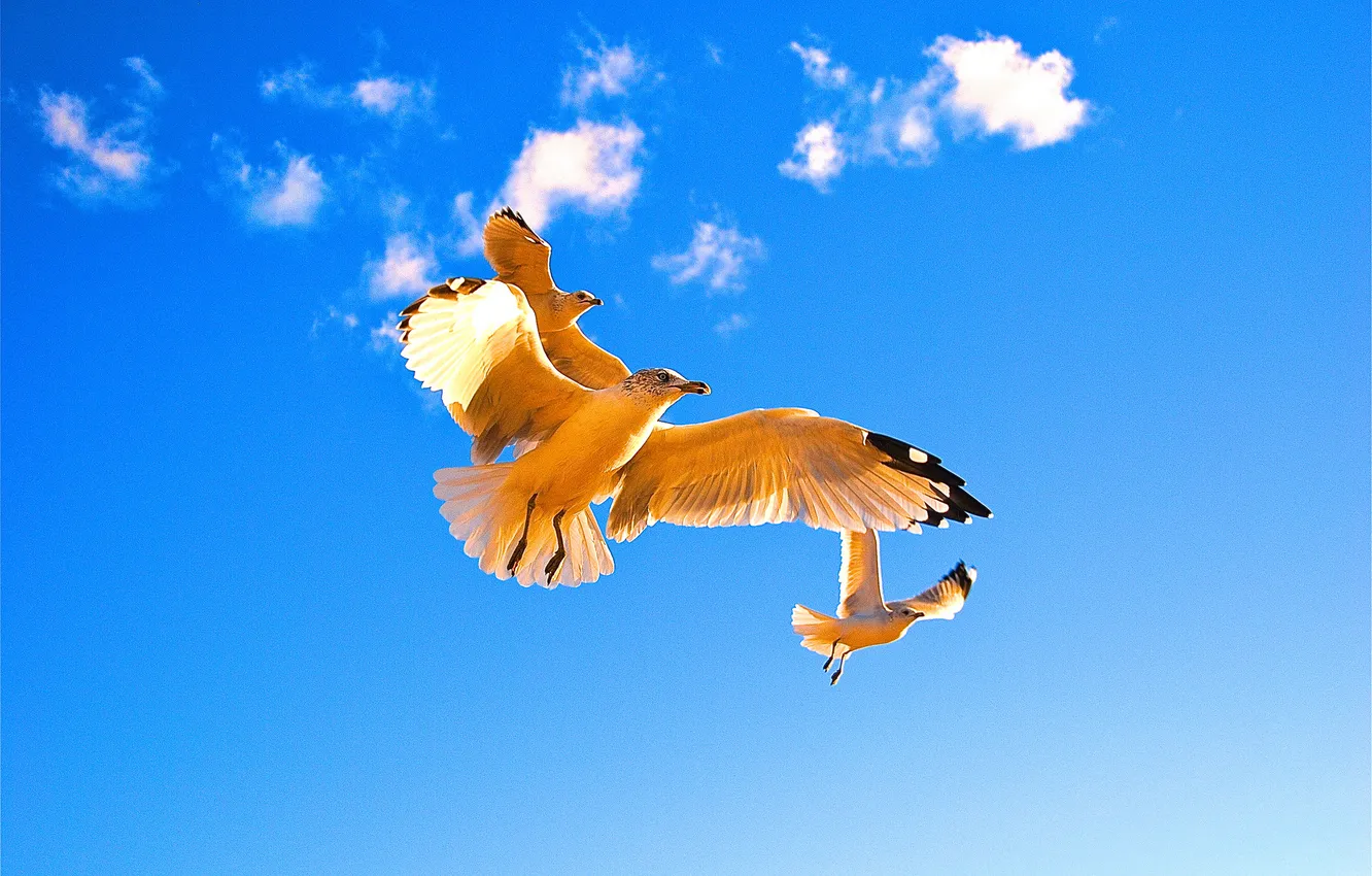 Фото обои небо, облака, птицы, крылья, чайка