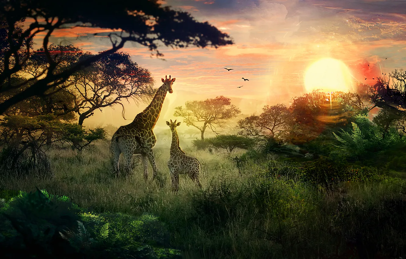 Фото обои солнце, закат, природа, жирафы, детеныш, сафари