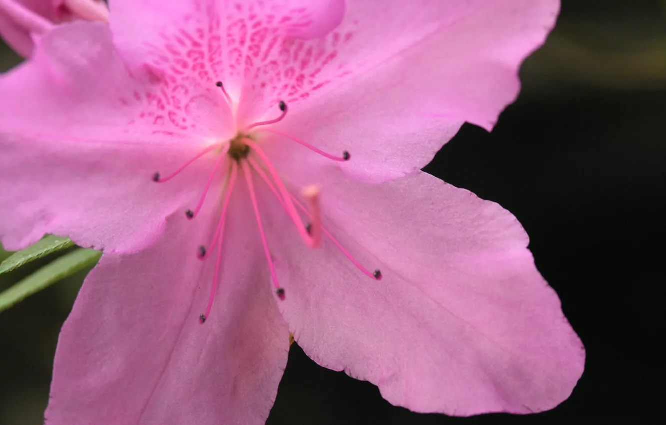 Фото обои flower, hana, azalea, by ho4hoj, pink azalea