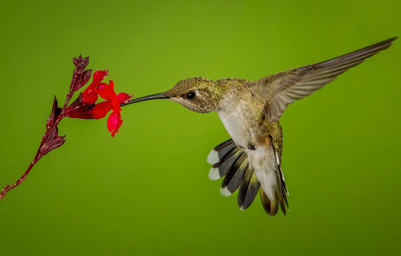 Фото обои цветок, птица, крылья, клюв, колибри, черногорлый архилохус