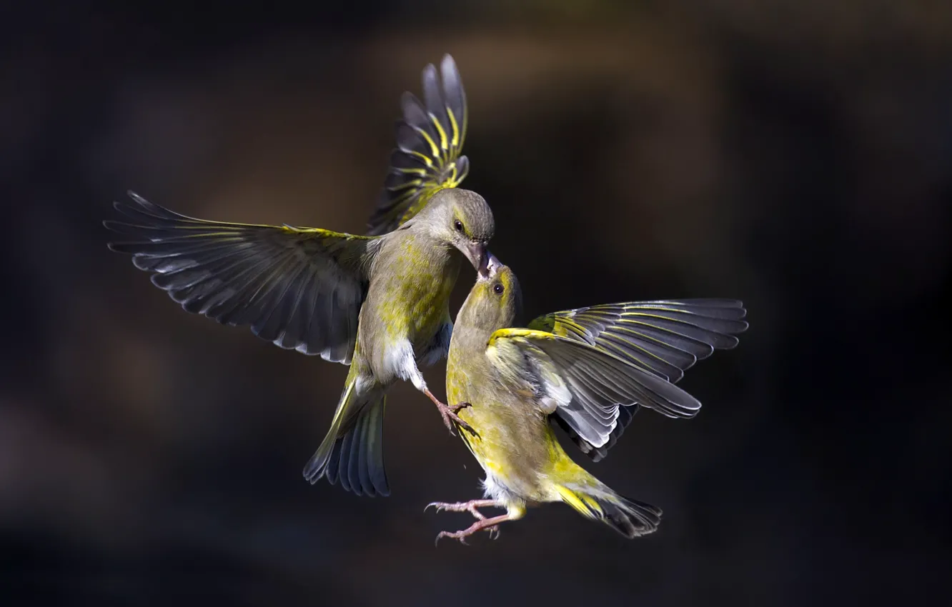 Фото обои птицы, полёт, Flying Kiss