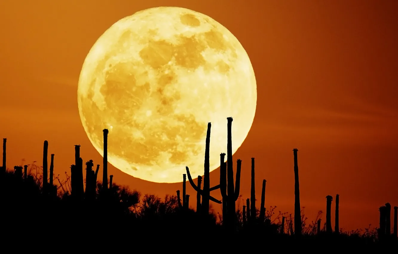 Фото обои небо, ночь, луна, пустыня, кактусы