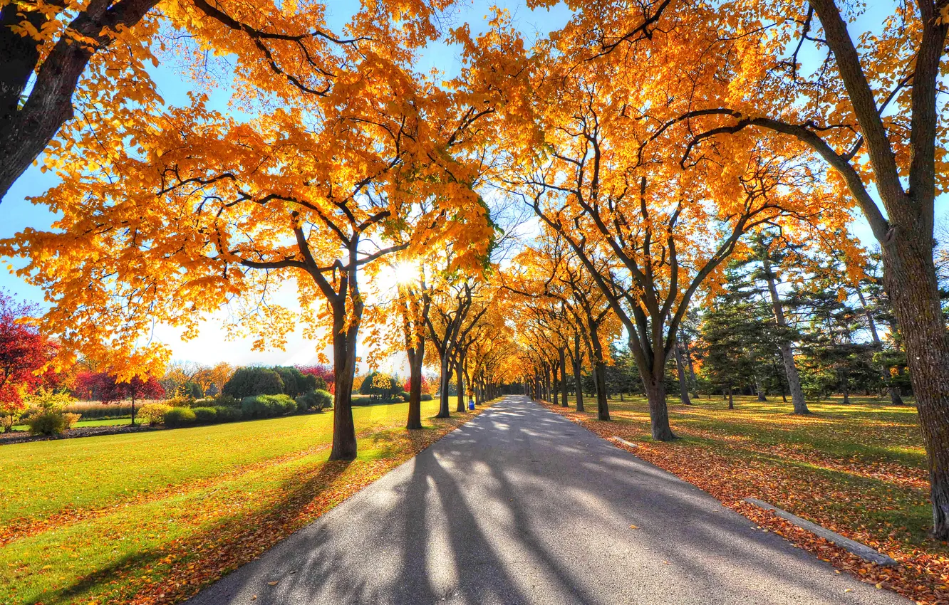 Фото обои осень, небо, трава, листья, лучи, деревья, парк, аллея