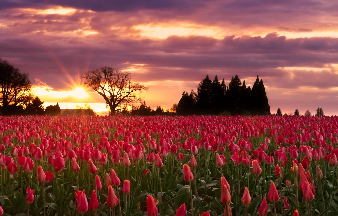 Фото обои пейзаж, закат, цветы, Природа, тюльпаны