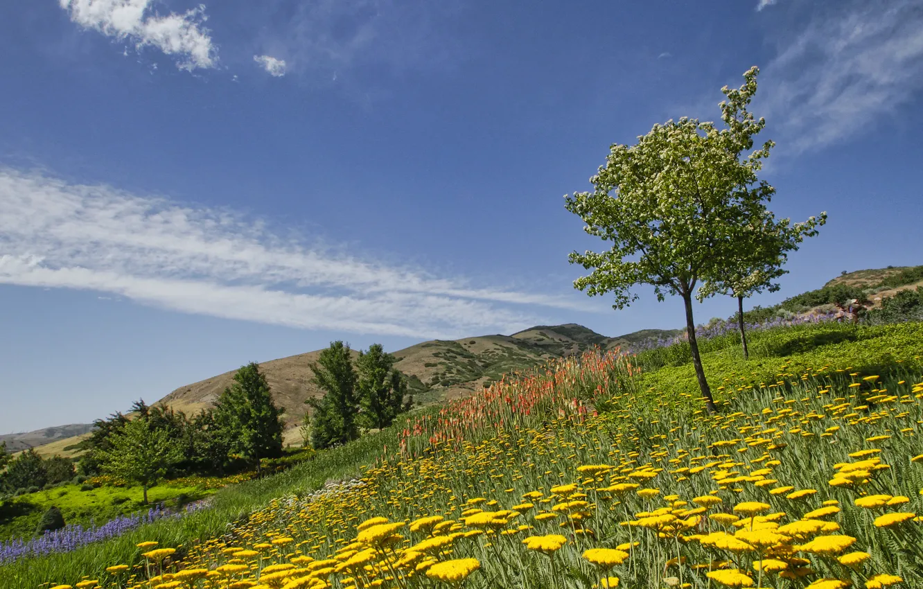 Фото обои деревья, цветы, Юта, Utah, ботанический сад, Red Butte Garden, Salt Lake City