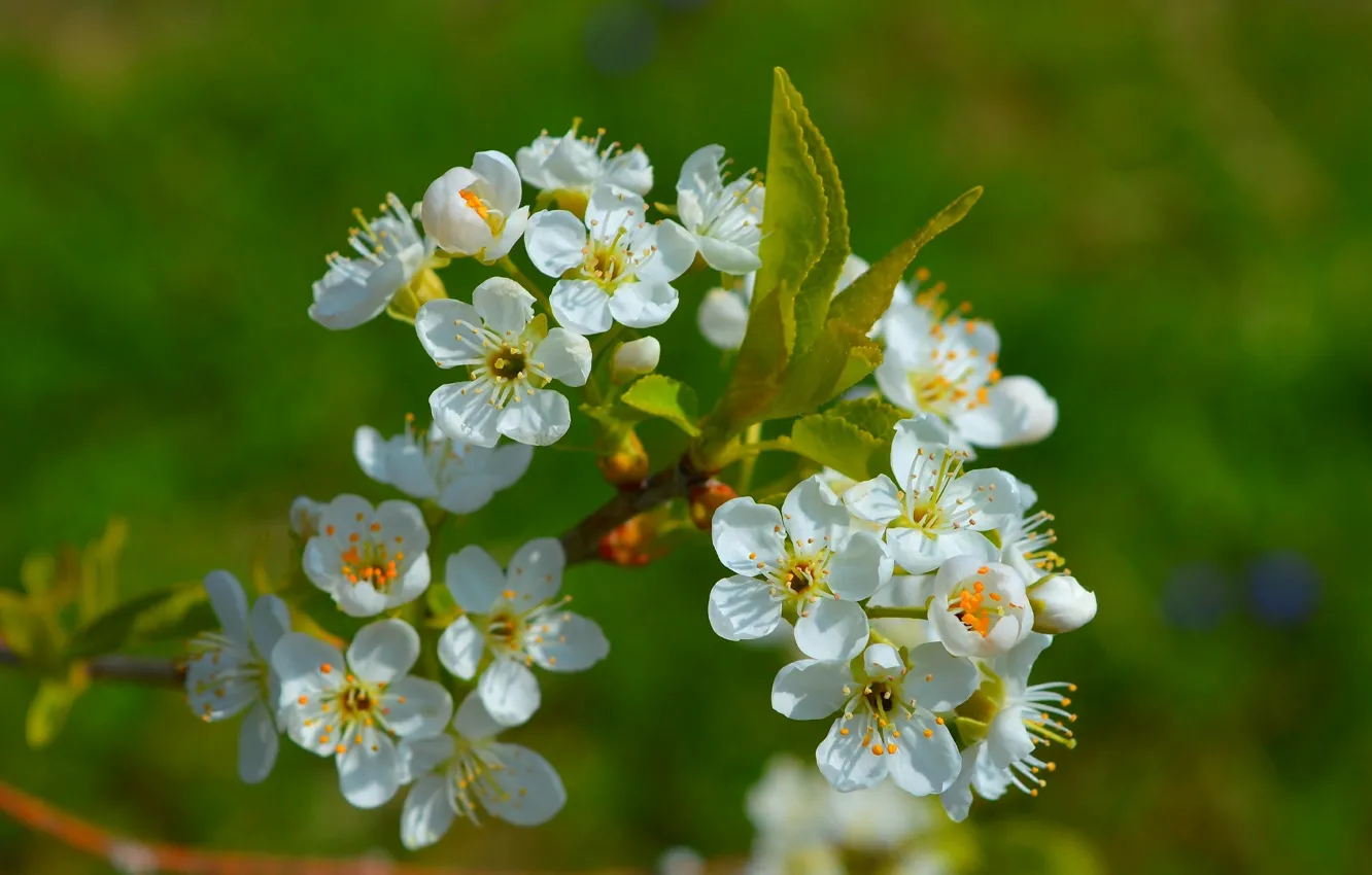 Фото обои Весна, Spring, Цветение, Flowering