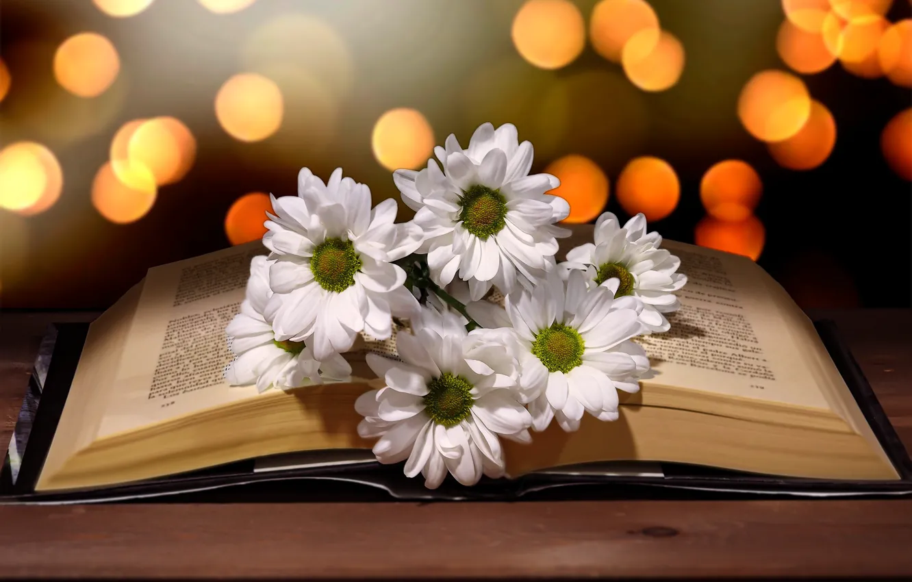 Фото обои свет, цветы, блики, стол, ромашки, букет, книга, белые
