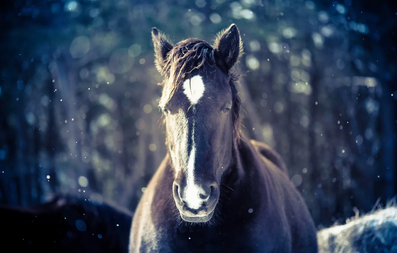 Фото обои снег, природа, конь