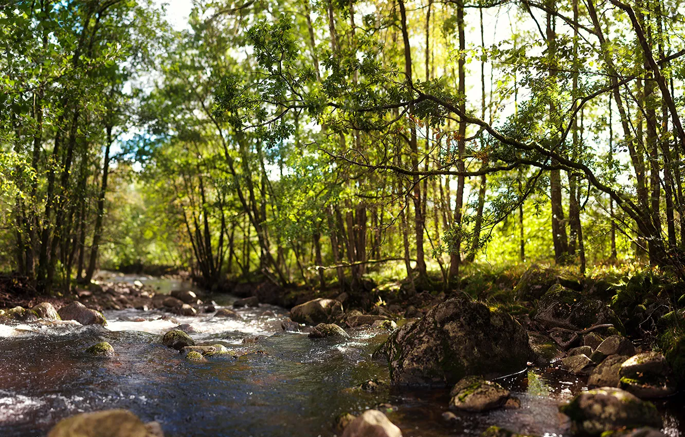 Фото обои зелень, лес, деревья, река, камни, поток