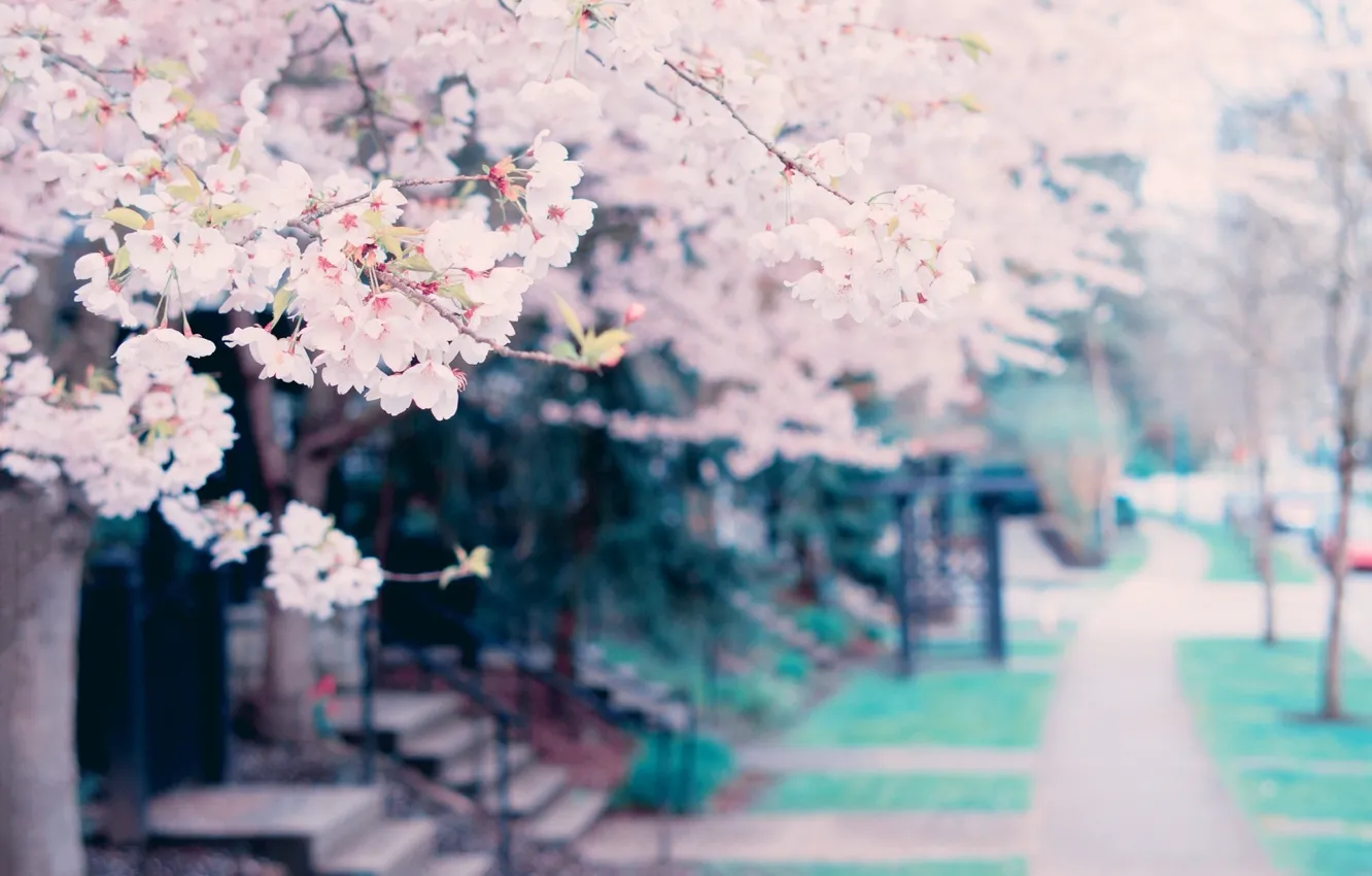 Фото обои цветы, дерево, весна, tree, spring, blossoms